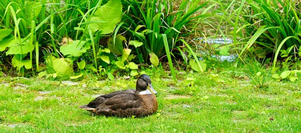 Duck Rests Green Lawn Lake Shore Sunny Day Portrait Wide — Stock Photo, Image