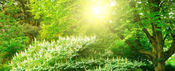 Een Schaduwrijk Zomerpark Heldere Zonnige Dag Brede Foto — Stockfoto