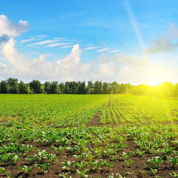风景如画的绿色甜菜场和太阳在蓝天上 农业景观 — 图库照片