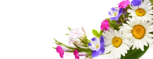 Arrangement Floral Marguerites Phloxes Violettes Isolés Sur Fond Blanc Place — Photo