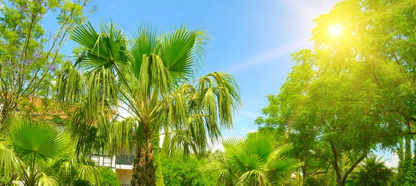 Tropical Garden Lush Vegetation Blue Sky Bright Sun Wide Photo — Stock Photo, Image