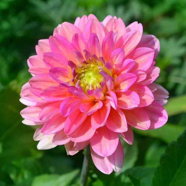 Roze Mooie Dahlia Zomertuin Tuinieren Landschapsarchitectuur Meerjarige Bloemen — Stockfoto