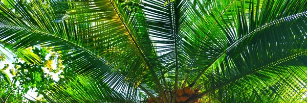 Tropical Palm Leaf Background Wide Photo — Stock Photo, Image