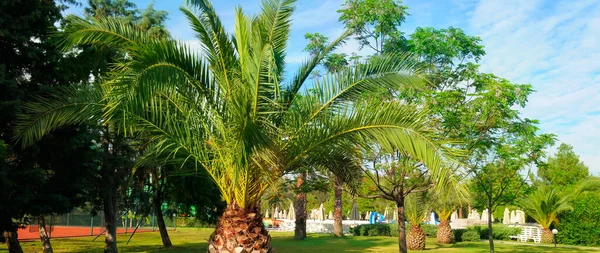 Palmy Zeleném Trávníku Koncept Dovolená Cestování Široká Fotografie — Stock fotografie