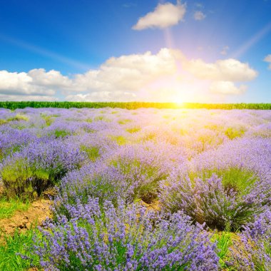 Güzel lavanta tarlası ve gün batımı manzarası.
