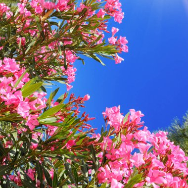 Mavi gökyüzüne karşı pembe zakkum.