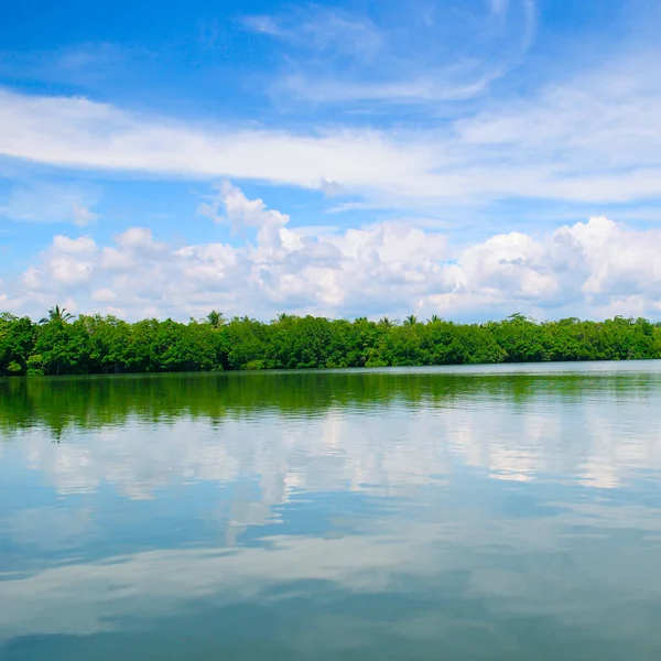 Moitas Florestas Manguezais Margem Belo Lago Viagem Sri Lanka — Fotografia de Stock