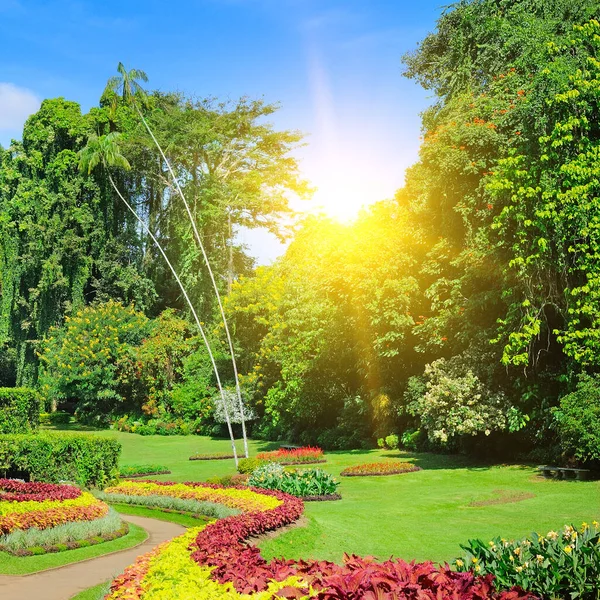 Tropikalny Ogród Egzotycznymi Drzewami Roślinami Królewski Ogród Botaniczny Peradeniya Sri — Zdjęcie stockowe