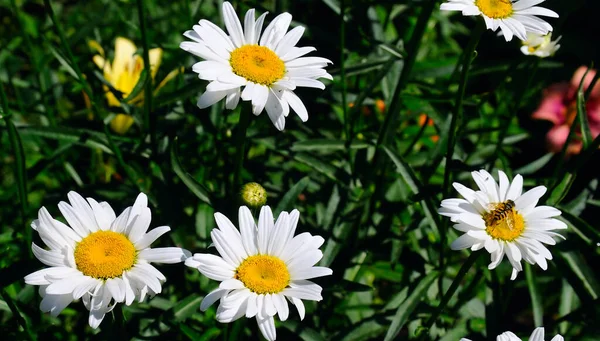 White Garden Chamomile Bright Sunny Day Wide Photo — Stock Photo, Image