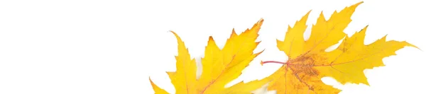 Yellow Maple Leaves Isolated White Background Wide Photo Place Your — Stock Photo, Image