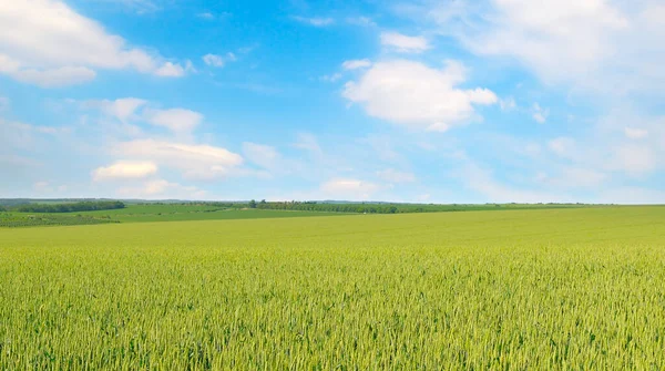 Yeşil Buğday Tarlası Mavi Gökyüzü Tarım Arazisi Geniş Resim — Stok fotoğraf
