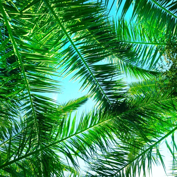 Zielona Palma Lub Kokosowe Liście Tle Niebieskiego Nieba — Zdjęcie stockowe