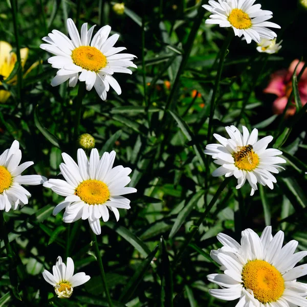 White Garden Chamomile Bright Sunny Day — Stock Photo, Image