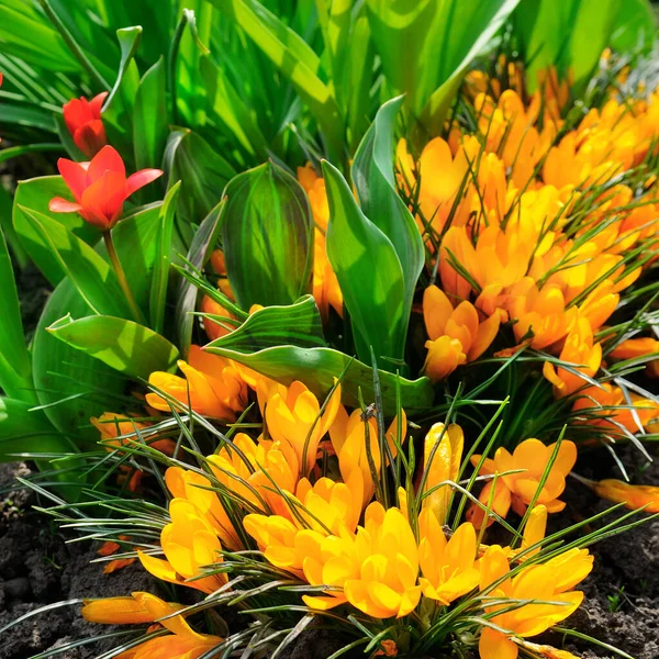 Lit Fleurs Avec Des Crocus Jaune Vif Des Tulipes Rouges — Photo