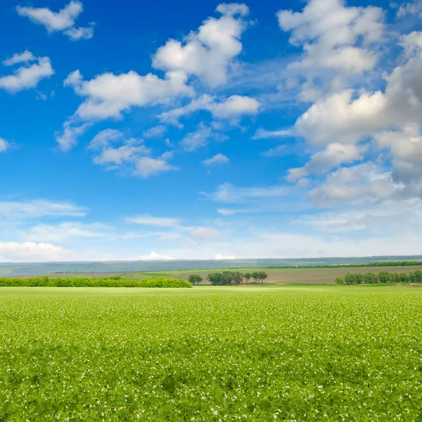 Champ Pois Verts Ciel Bleu Paysage Agricole — Photo