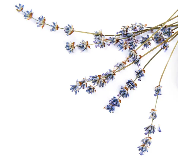 라벤더 꽃들은 배경에 고립되어 있습니다 텍스트의 — 스톡 사진