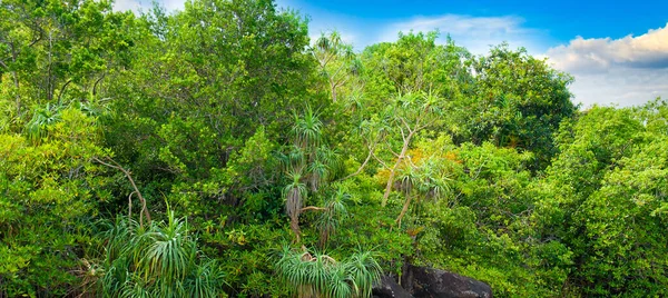 Selva Tropical Con Manglar Monstera Palmeras — Foto de Stock