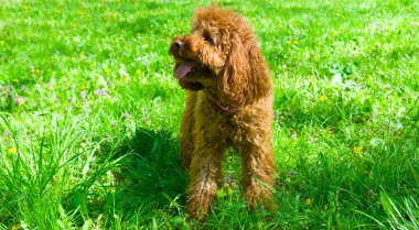 Yeşil çimenlikteki minyatür kırmızı kaniş. Ev hayvanı. Geniş resim.