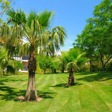 Yeşil çimlerde ve gökyüzünde palmiye ağacı. Konsept - tatil ve seyahat.