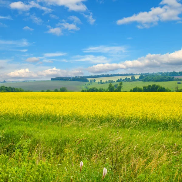 Kvetoucí Řepkové Pole Nádherná Obloha Zemědělská Krajina — Stock fotografie