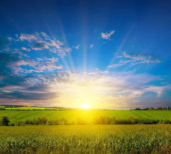 Corn Field Beautiful Sunset Agricultural Landscape — Photo