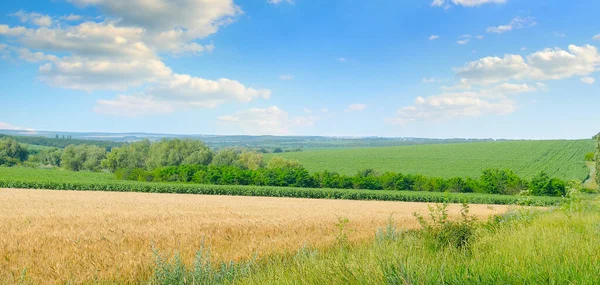 Wheat Field Blue Sky Agricultural Landscape Wide Photo —  Fotos de Stock