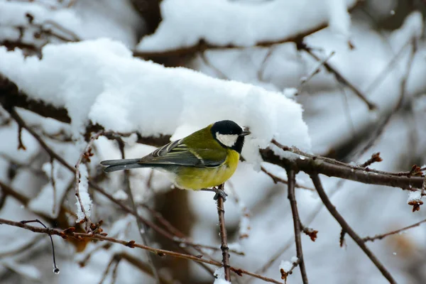 Une Mésange Sur Une Branche Arbre Recouverte Neige — Photo