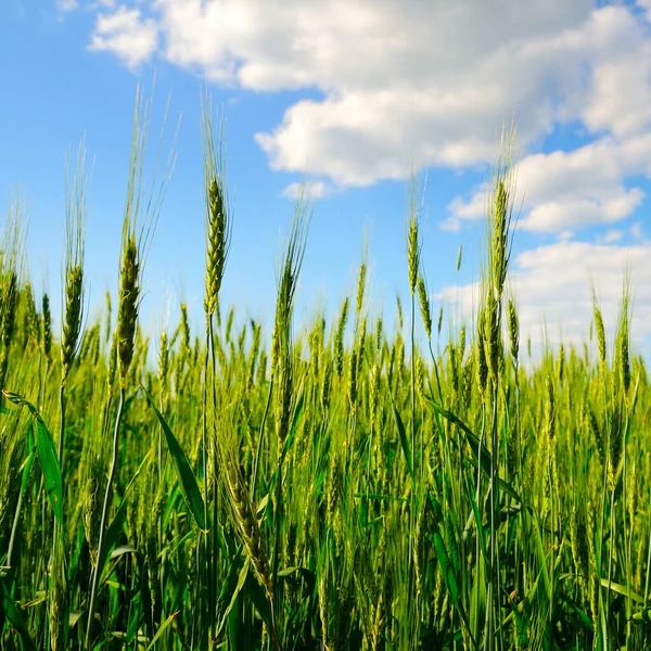 Green Ears Wheat Field Blue Sky — Stock Photo, Image