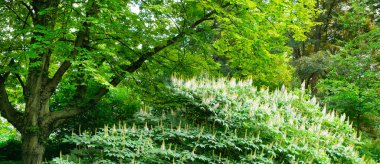 Şehir parkında yeşil çayır doğa manzaralı yeşil ağaç ormanı. Geniş resim.
