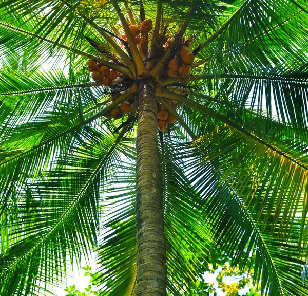 Fresh Green Leaves Yellow Coconuts Palm Tree Clear Blue Sky — Stockfoto