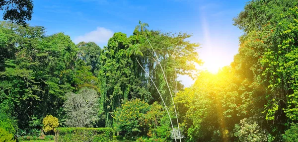 Tropical Garden Exotic Trees Plants Wide Photo Royal Botanical Garden — Stockfoto