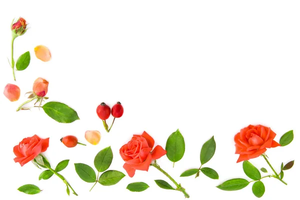 Pattern Scarlet Roses Petals Isolated White Background Free Space Text — 스톡 사진
