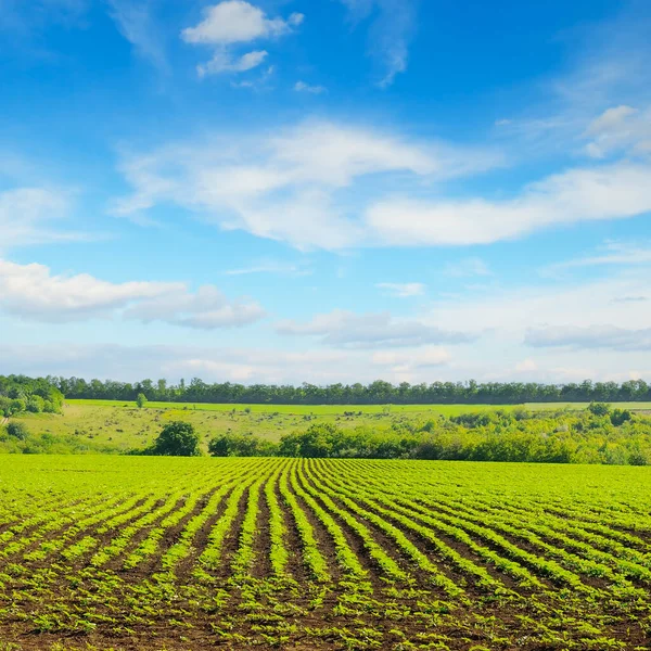 Campo Brotes Girasol Joven Con Fondo Cielo Azul — Foto de Stock