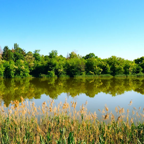 Picturesque Lake Forest Shore Reeds Foreground Summer Landscape — Stockfoto