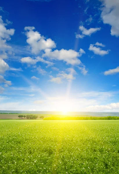 Green pea field and sunrise in the blue sky. Spring agricultural landscape. Vertical photo.