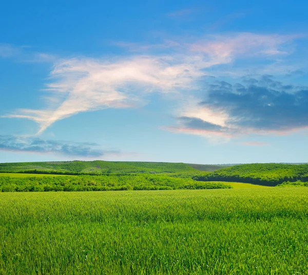 Green Wheat Field Bright Sunrise — Fotografia de Stock