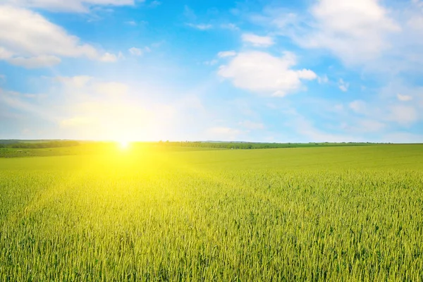 Green wheat field and bright sunrise.
