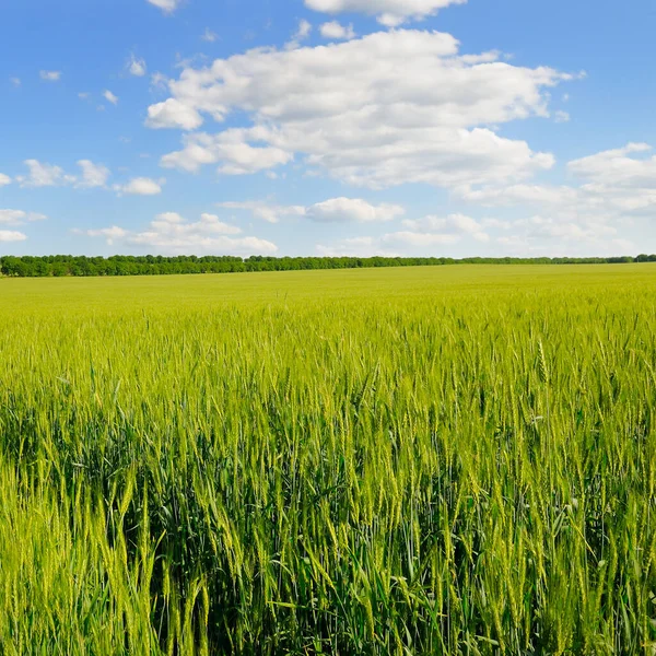 Campo Grano Verde Cielo Nuvoloso Blu — Foto Stock