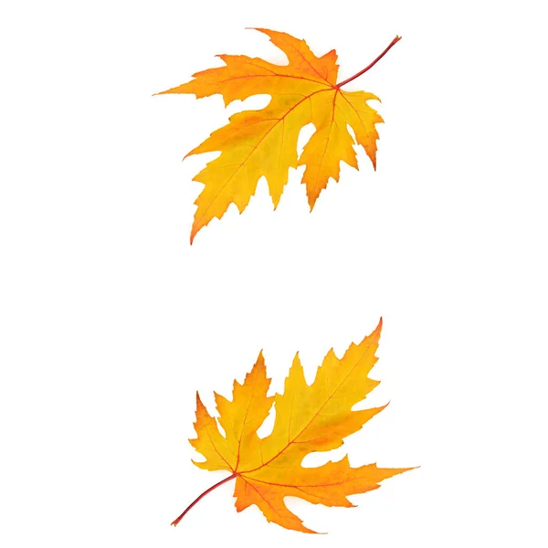 Yellow Maple Leaves Isolated White Background Free Space Text — Zdjęcie stockowe