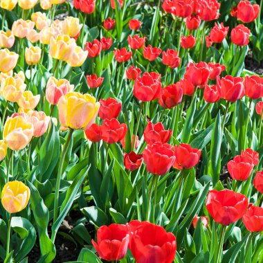 Yellow and red tulips in a flower bed. Spring.