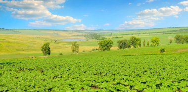 Field of young sunflower sprouts with blue sky background .Wide photo.