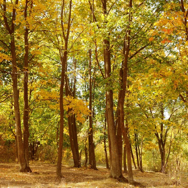 Желтые Листья Осеннем Парке Солнечный Теплый Свет — стоковое фото