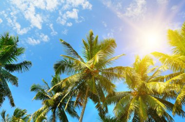 Coconut palm leaves and sun on a blue sky. A beauty tropical background.