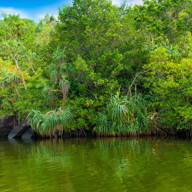 Tropik mangrovlar, göl ve mavi gökyüzü. seyahat ve tatil kavramı.