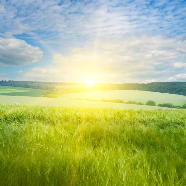 Green Wheat Field Bright Sunrise — ストック写真