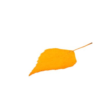 Birch yellow autumn leaf isolated on white background.