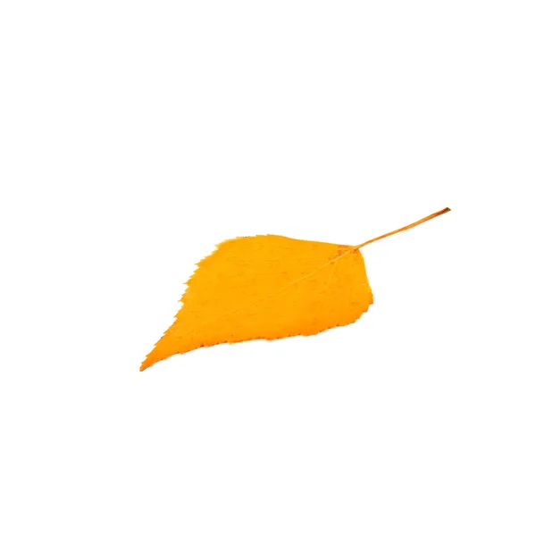 Birch Yellow Autumn Leaf Isolated White Background — Stock Photo, Image