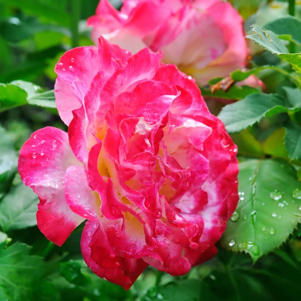 Rosa Scarlatta Con Gocce Rugiada Nel Giardino Estivo — Foto Stock
