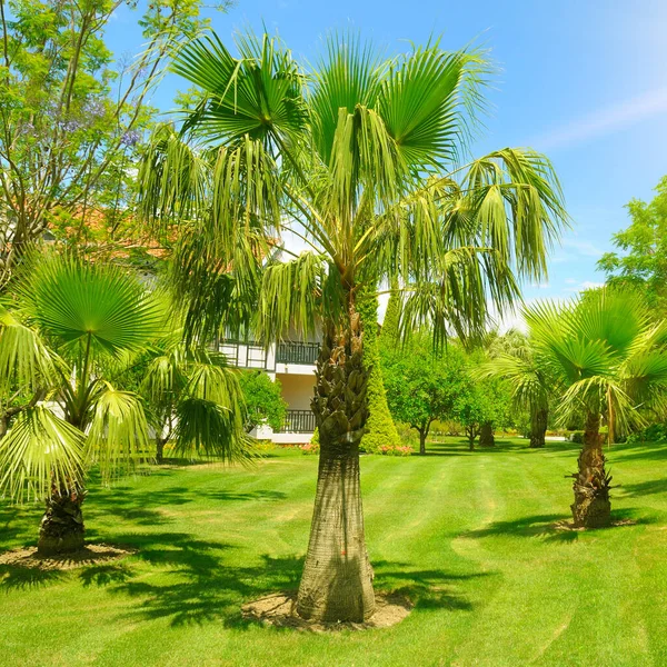 Tropical Garden Lush Vegetation Blue Sky — Stock Photo, Image