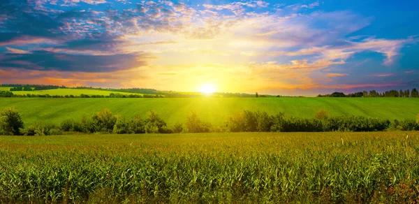 Corn Field Beautiful Sunset Agricultural Landscape Wide Photo — Stockfoto
